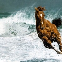 Horses Wallpapers, Cute Horses Wallpaper, #9609