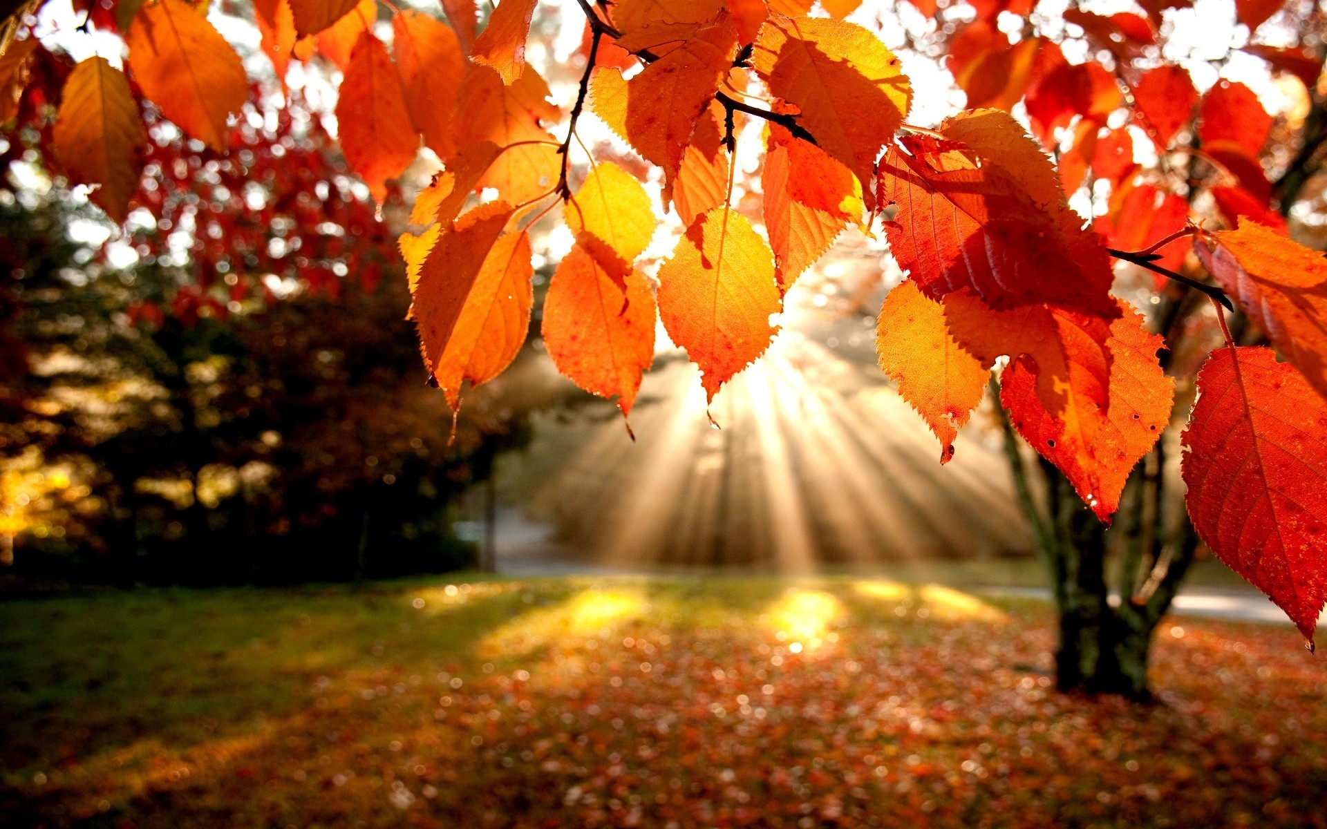 Falling Leaves Photo Widescreen Falling Leaves Image 16543