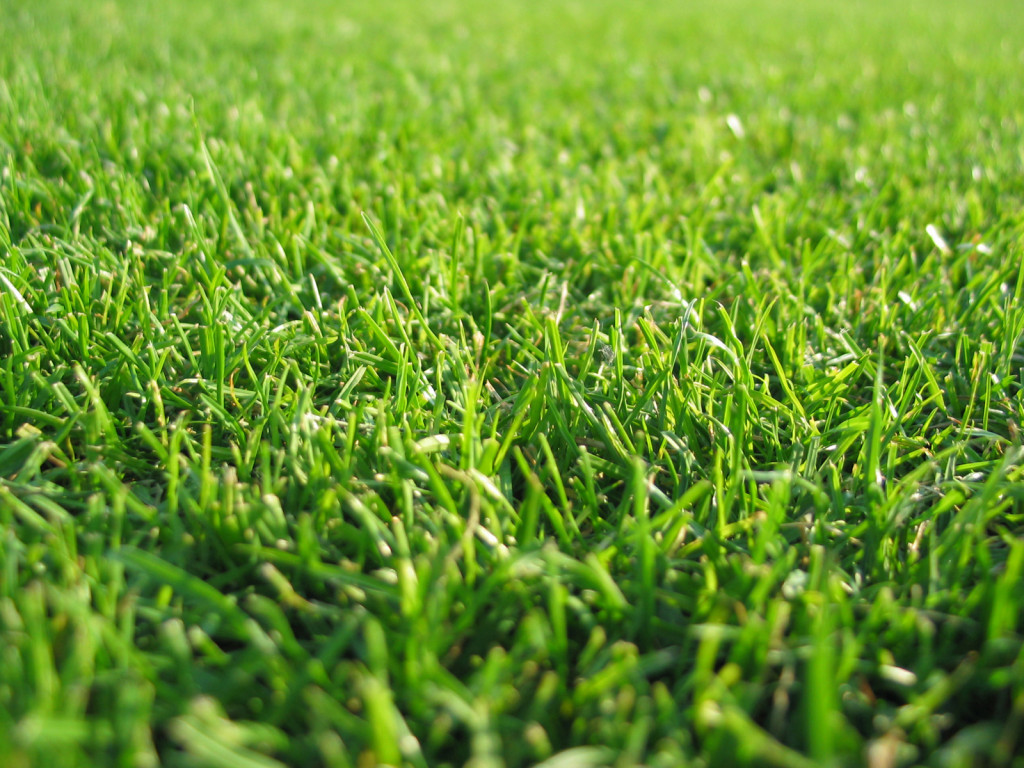 Grass Wallpapers, Sweet Grass Picture Image, #16619