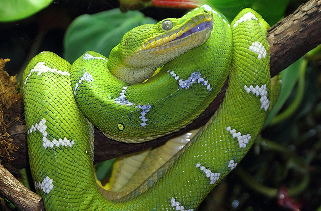 Emerald Tree Boa Snake, Green Emerald Tree Boa Snake, #25035
