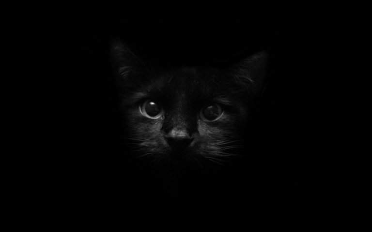 Black Cat Wallpapers, Cute Black Cat Image, #25025