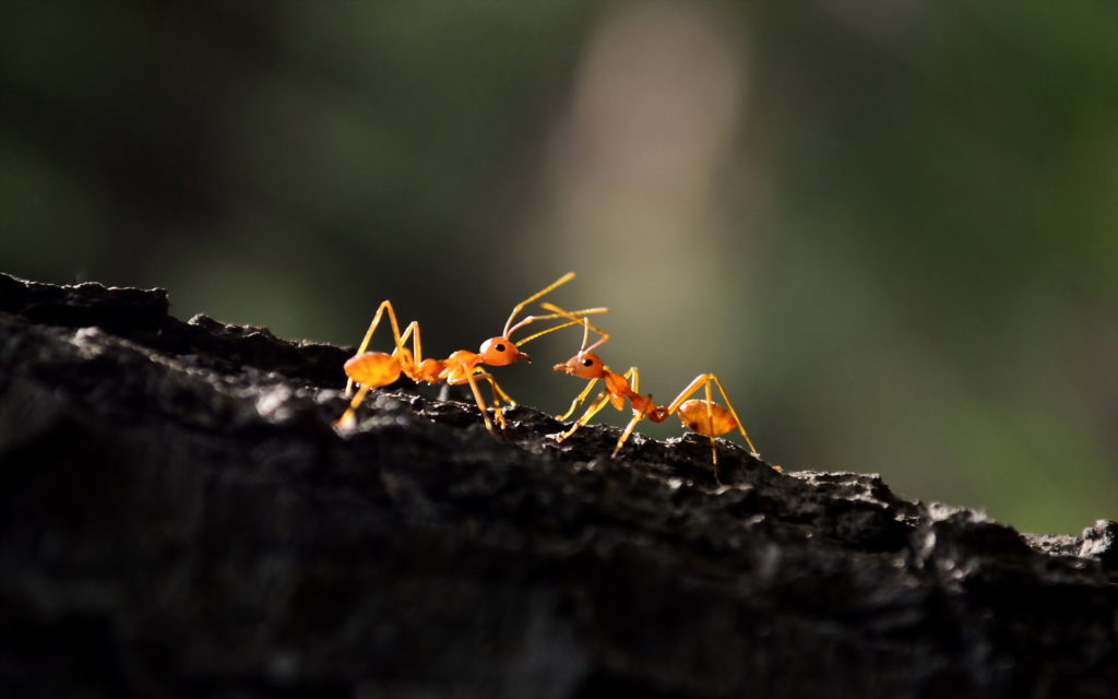 HD Ant Wallpapers, Free Hd Ant Image, #25046