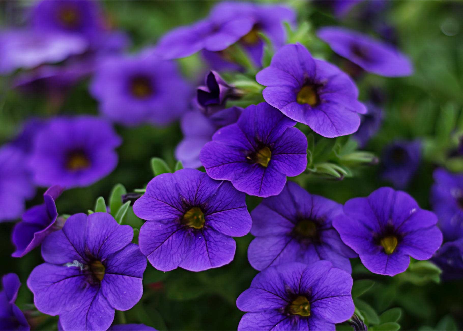 Purple Flowers Wallpaper Beautiful Purple Flowers Wallpaper 33697