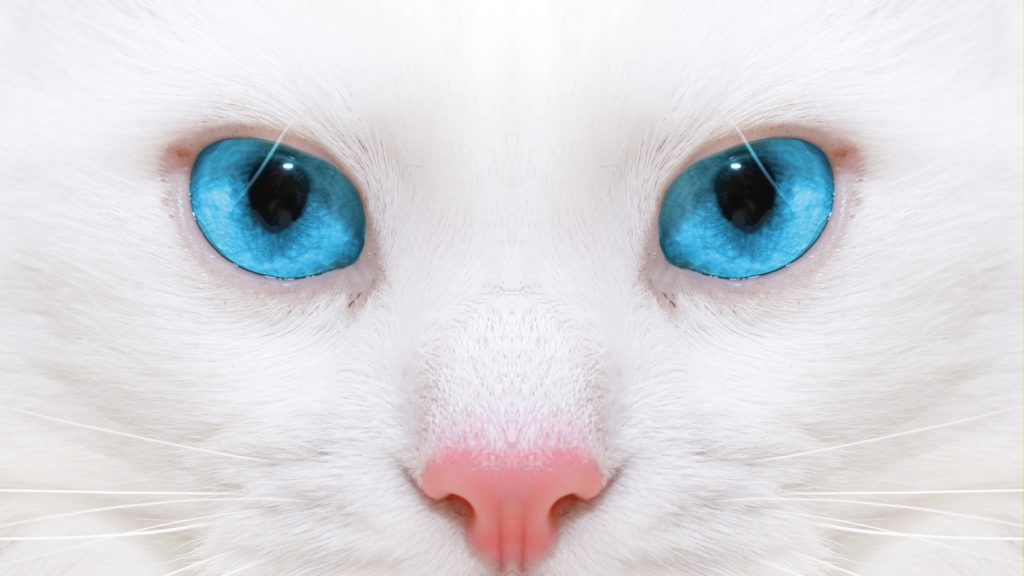 White Cat Wallpaper 4K, Best Hd White Cat Wallpaper 4K, #33835