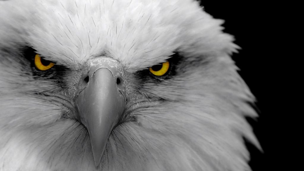 HD Eagle Wallpaper, Free HD Eagle Wallpaper, #34137