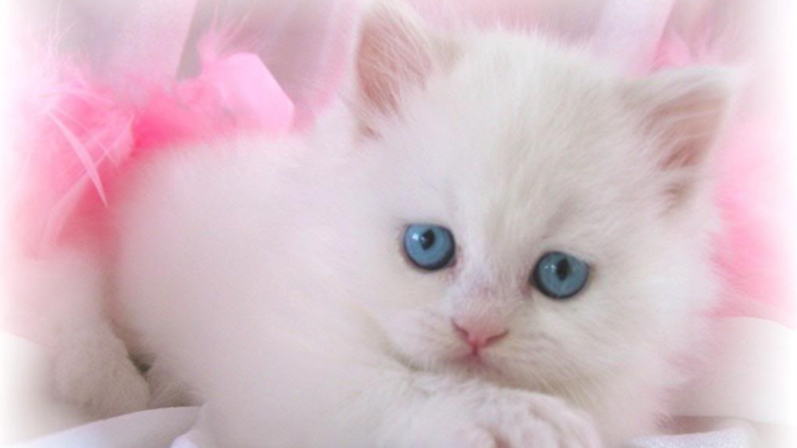 White Cat Wallpaper, Blue Eyes White Cat Wallpaper, #36221