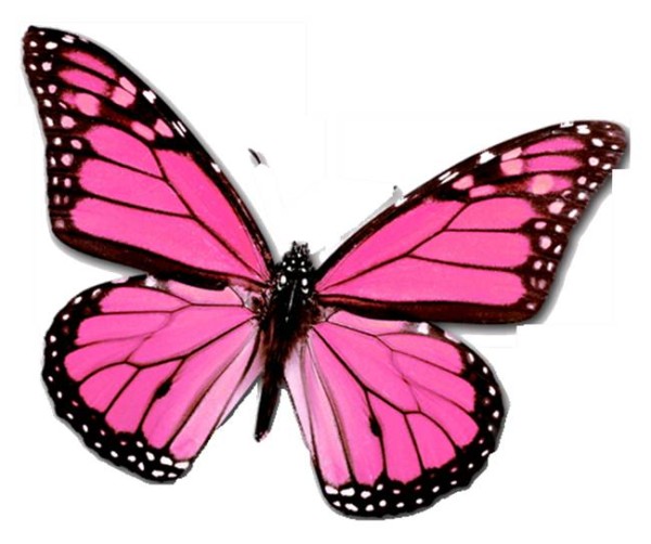 Pink Butterfly, Beautiful Pink Butterfly Image, #16936