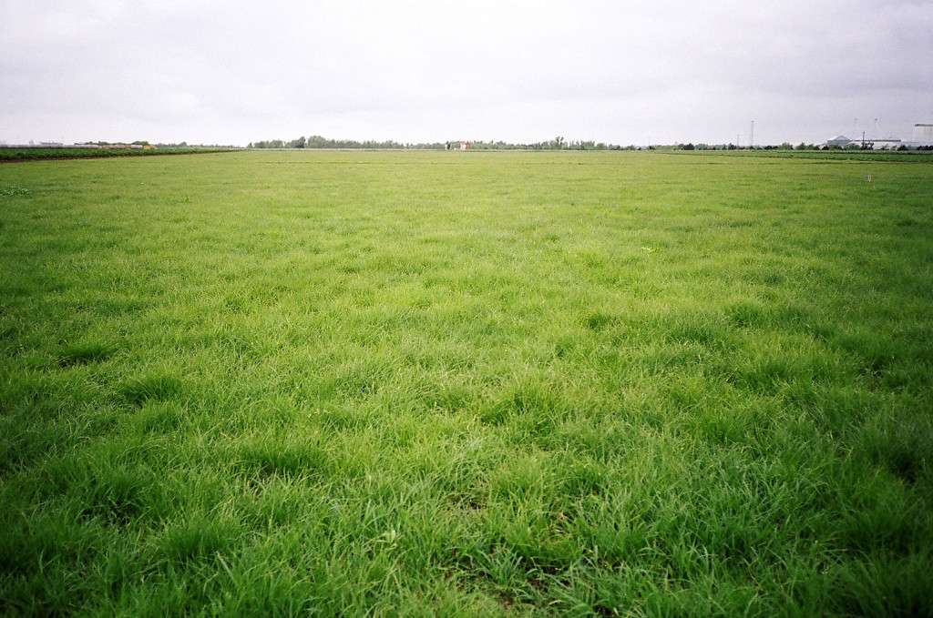 Grass Field Pictures, Beautiful Grass Field Pictures, #18170