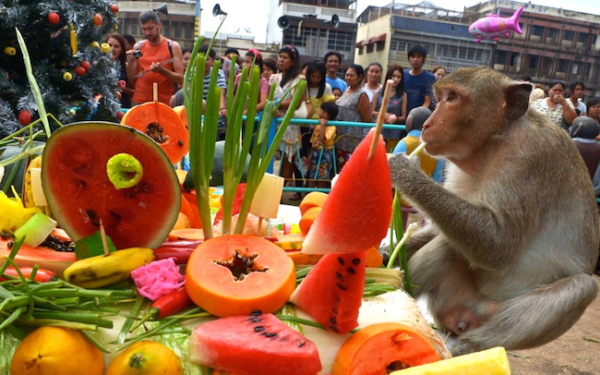 Monkey Buffet Festival, Lovely Monkey Buffet Festival Image, #23353