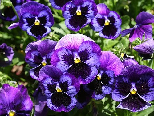 Purple Pansy, Dark Purple Flower Image, #26104