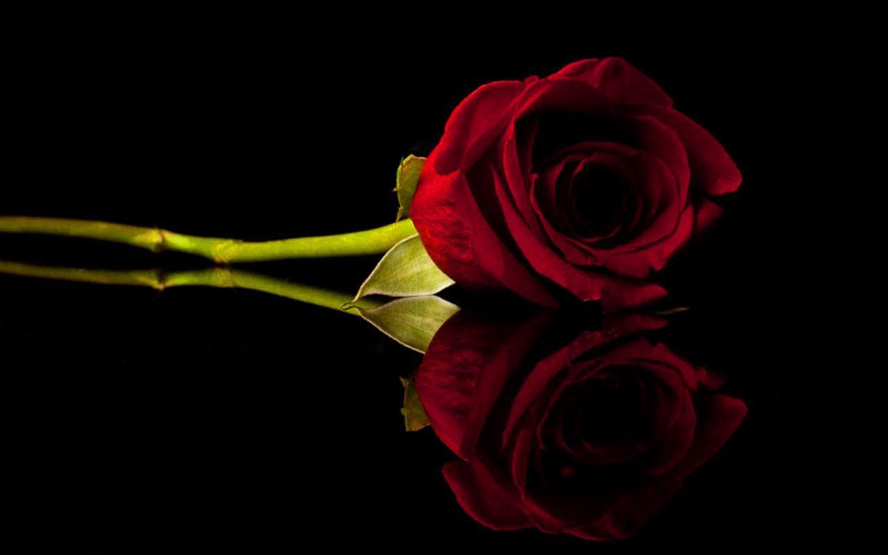 free red rose image