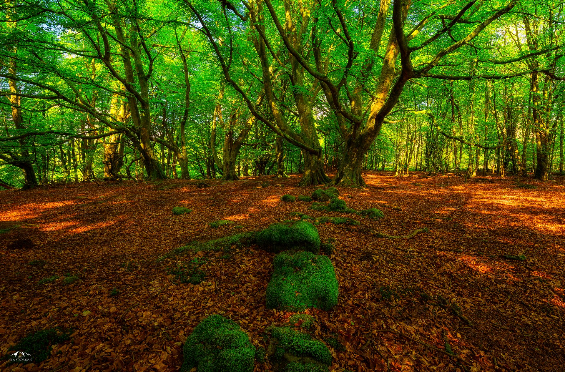 20 Perfect 4k desktop wallpaper forest You Can Save It Without A Penny ...