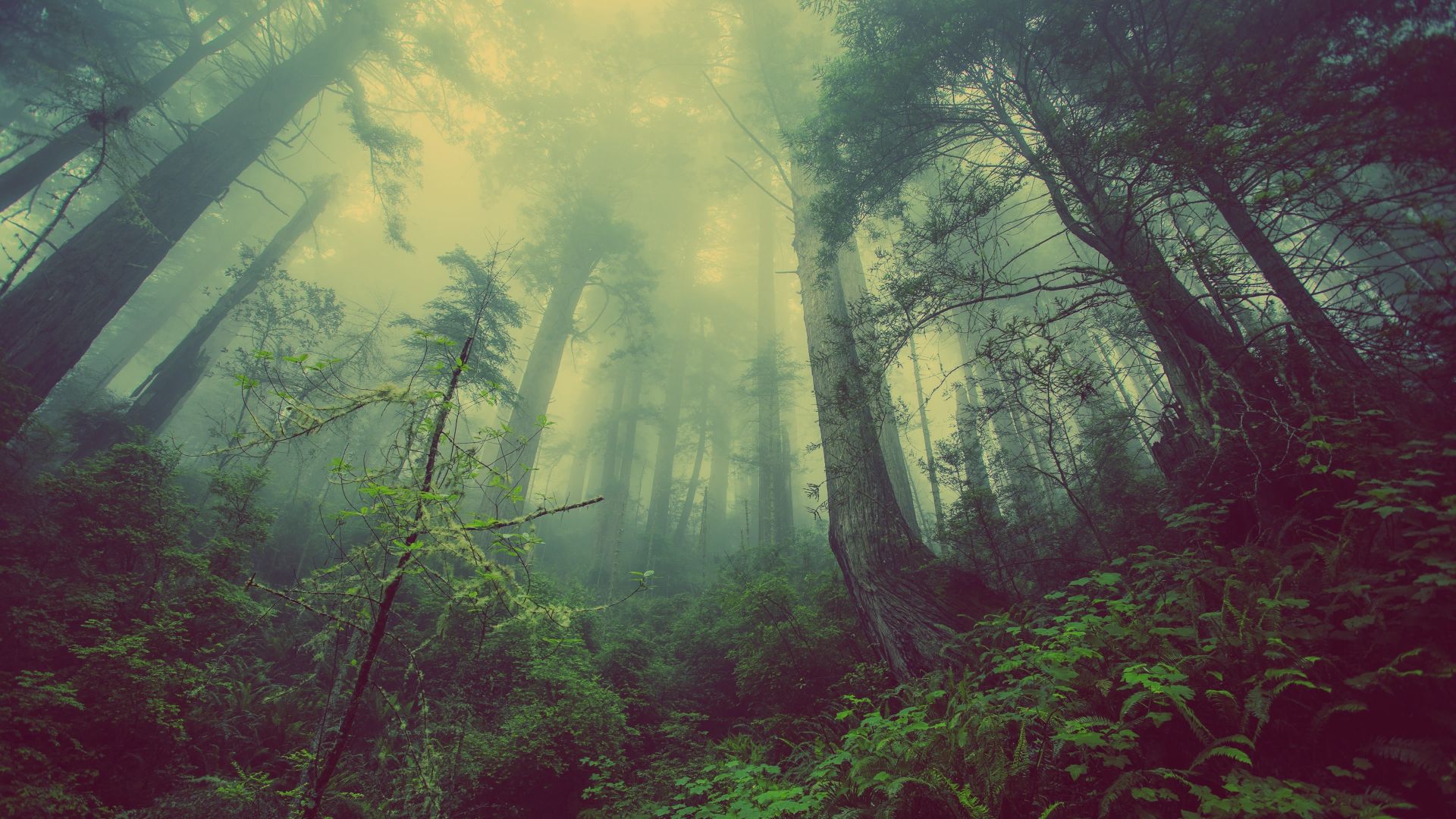 20 Perfect 4k desktop wallpaper forest You Can Save It Without A Penny ...