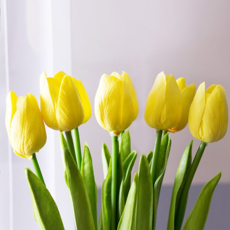 Yellow Tulip Flower, Awesome Nature Yellow Tulip Flower, #33431