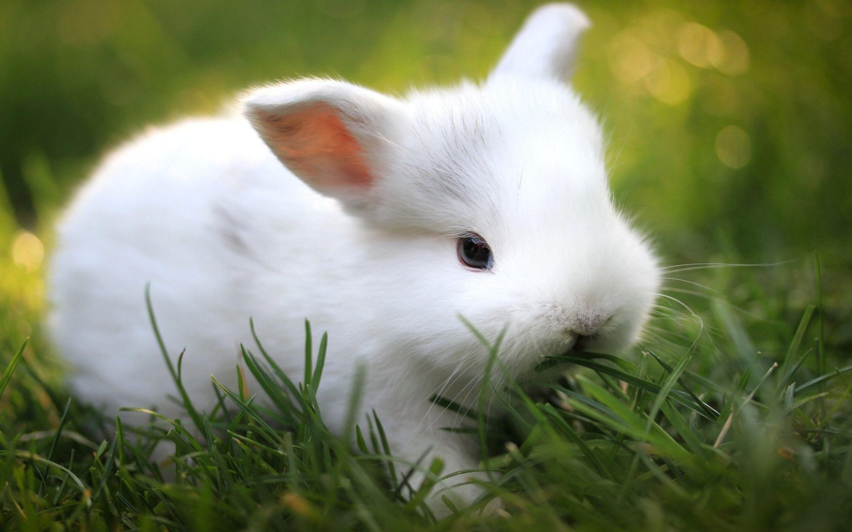 Rabbit Wallpapers, Awesome Rabbit Wallpapers, #36194