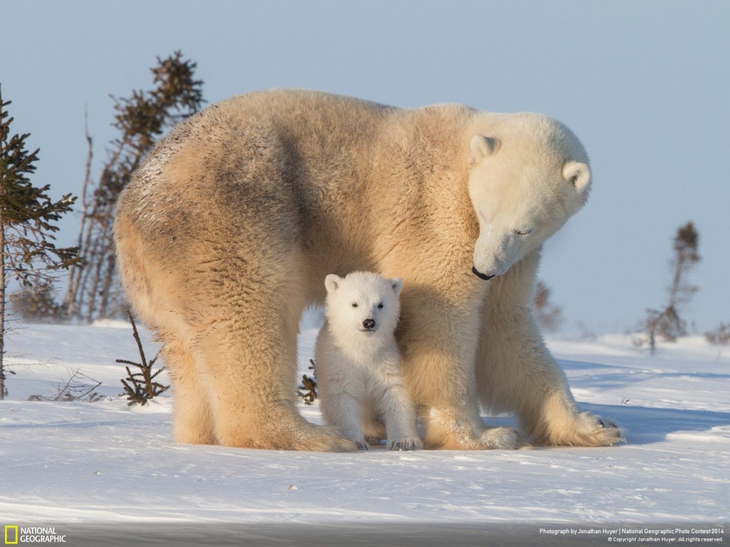 White Bear Wallpaper, Full Snow White Bear Wallpaper, #36222