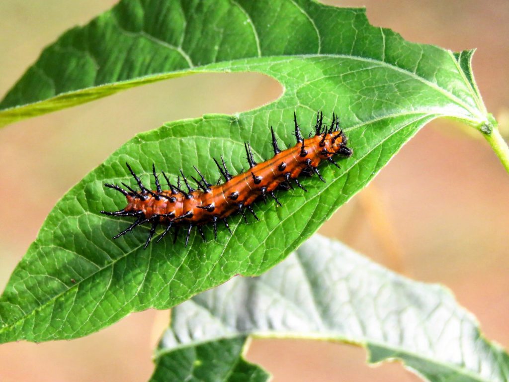 Wonderful Caterpillar Images 1024x768 